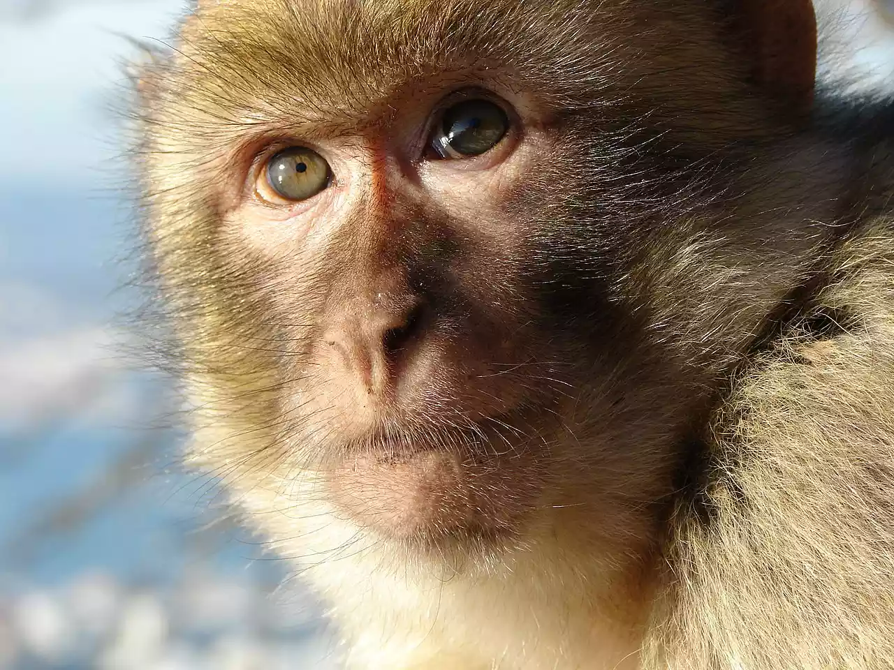 خبراء يحثون الحكومة للاستعداد لجدري القرود