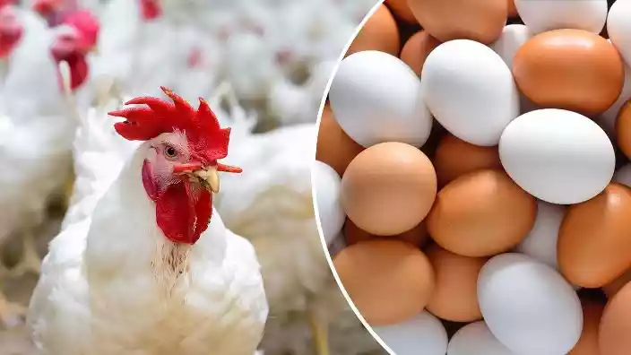 أبو دقر: انخفاض أسعار الدجاج والبيض بنسب عالية