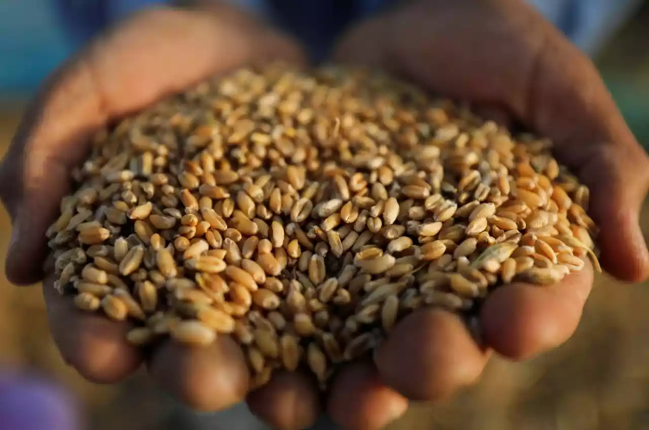 650 ألف طن من الحبوب والأغذية تتجه للأسواق العالمية