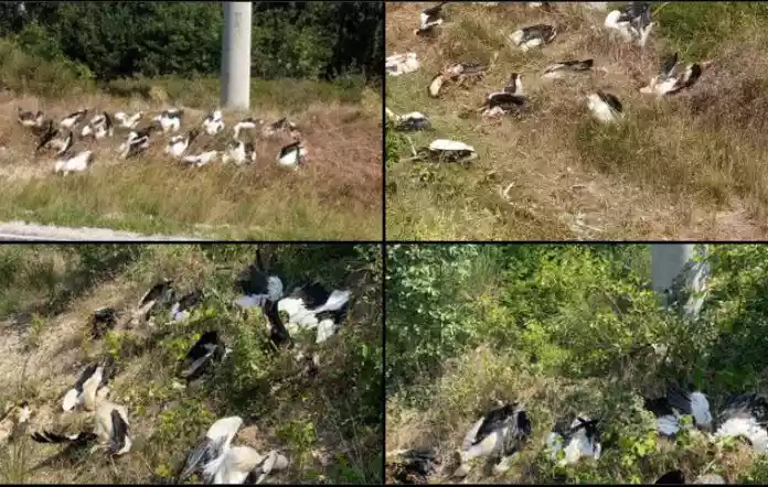 مقتل المئات من طيور اللقلق في إسطنبول
