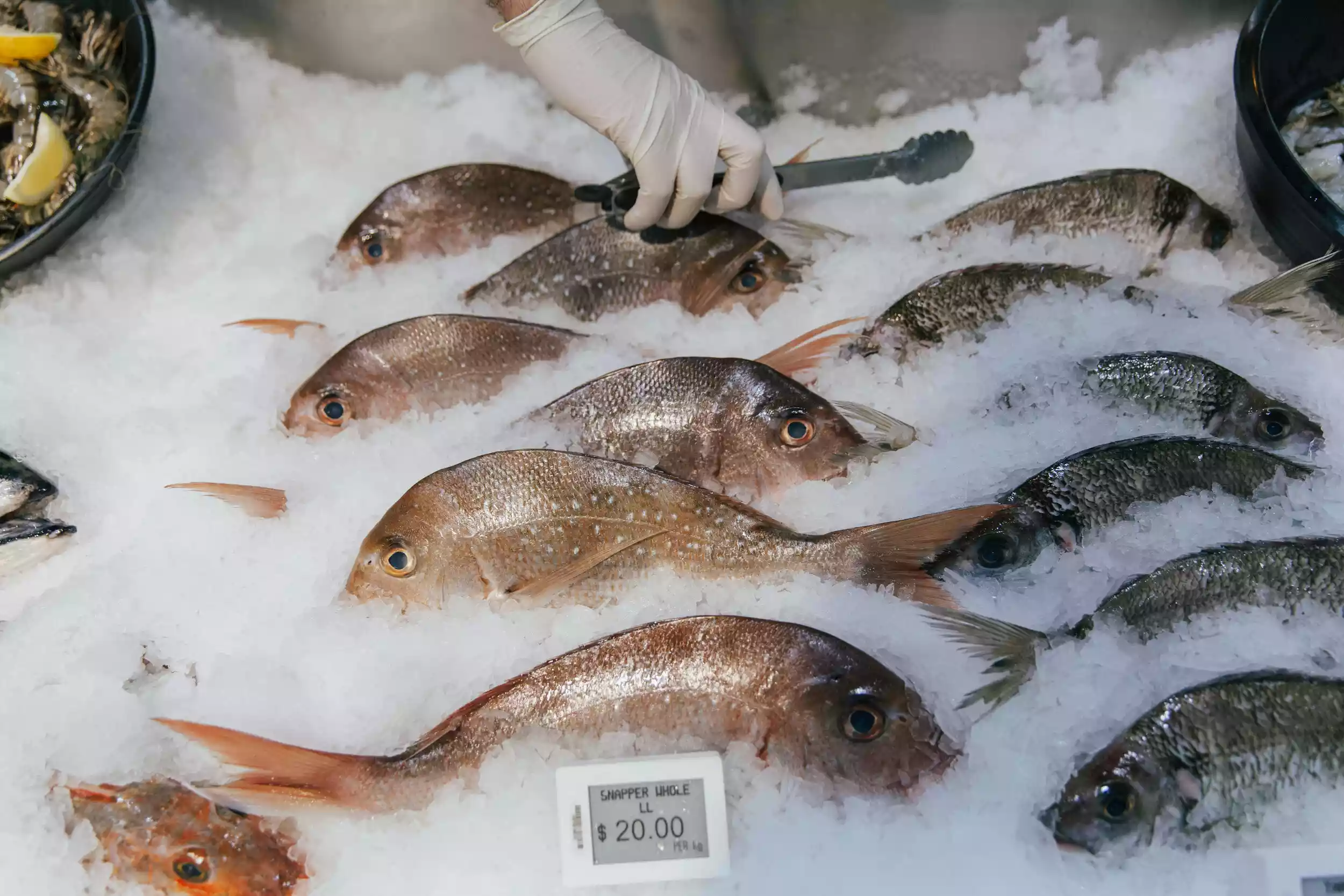 إغلاق محلات أسماك في عمان لوجود حشرات وصراصير