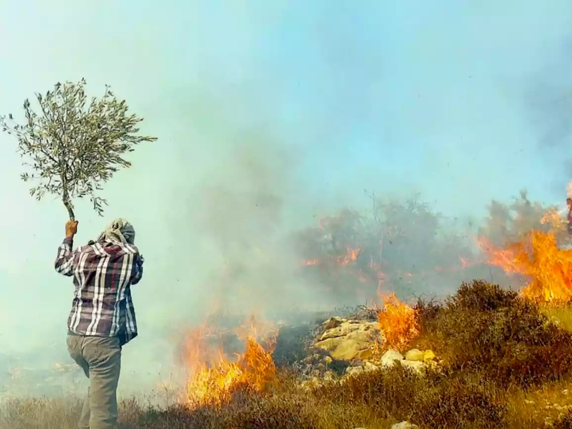 حرائق إسرائيلية تُدمّر مزارع أردنية