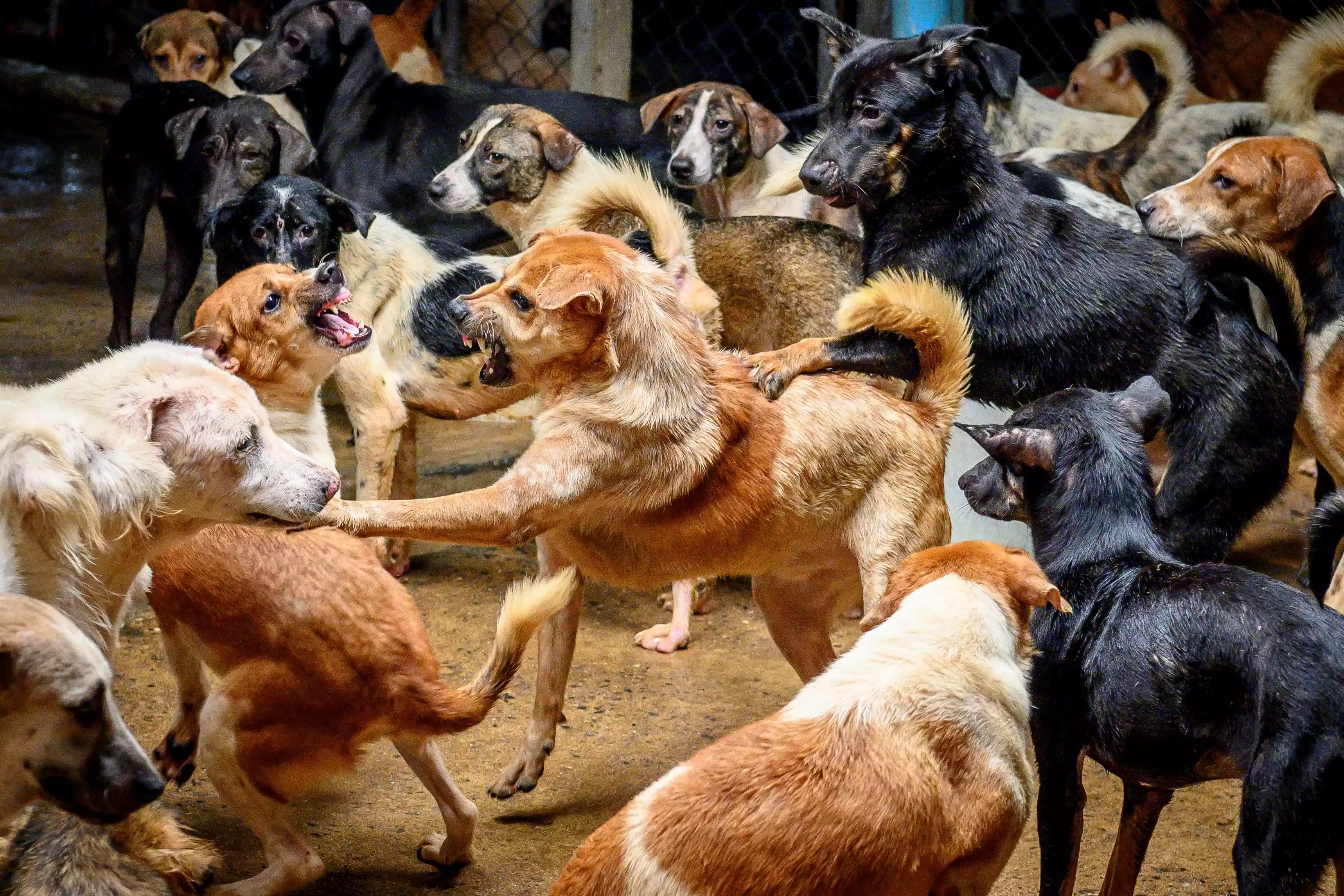 6 آلاف حالة عقر من كلاب ضالة سنويا بالأردن