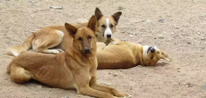أستاذ قانون يكشف وجود تشريعات  بقتل الكلاب الضالة بالأردن