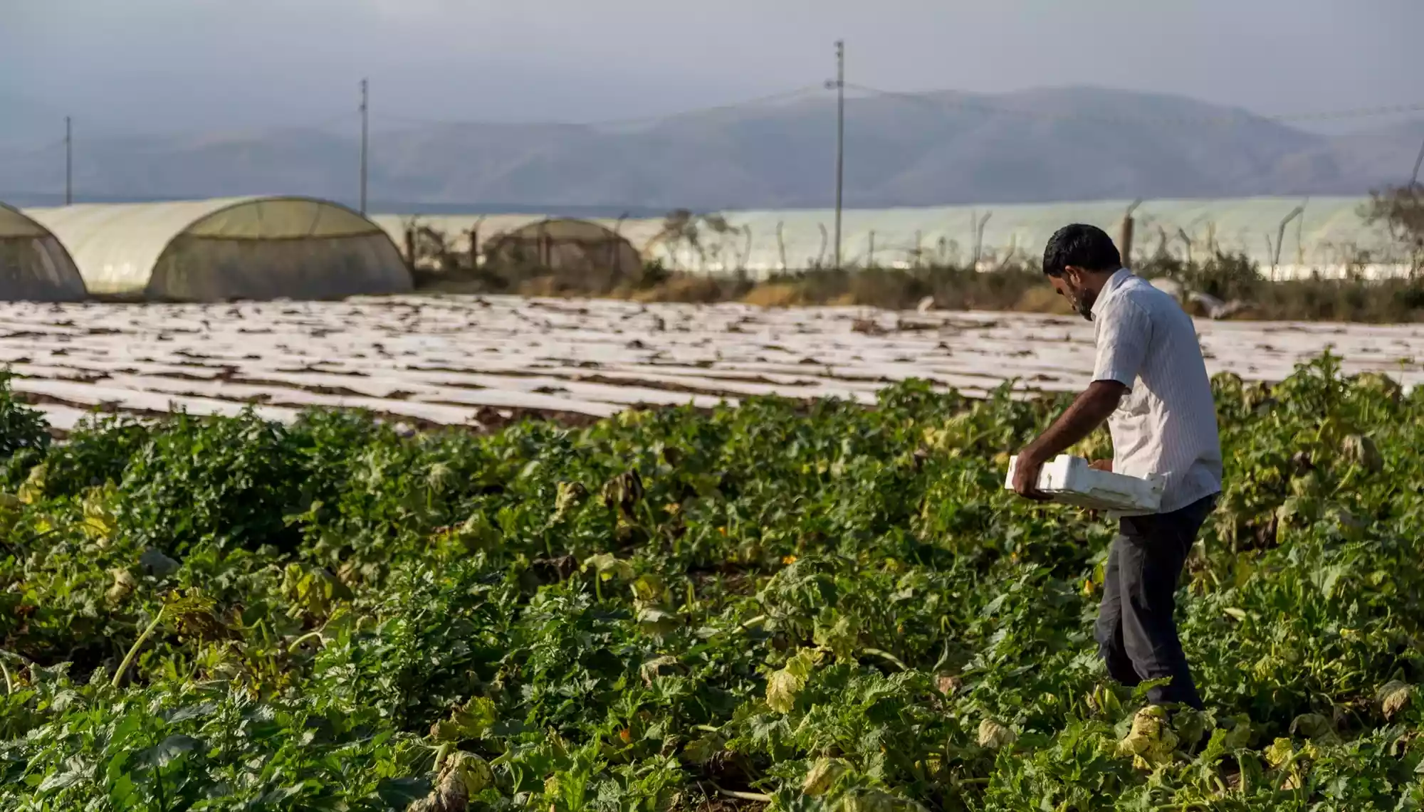 دعم أوروبي للتنمية الزراعية في الأردن بـ125 مليون دولار