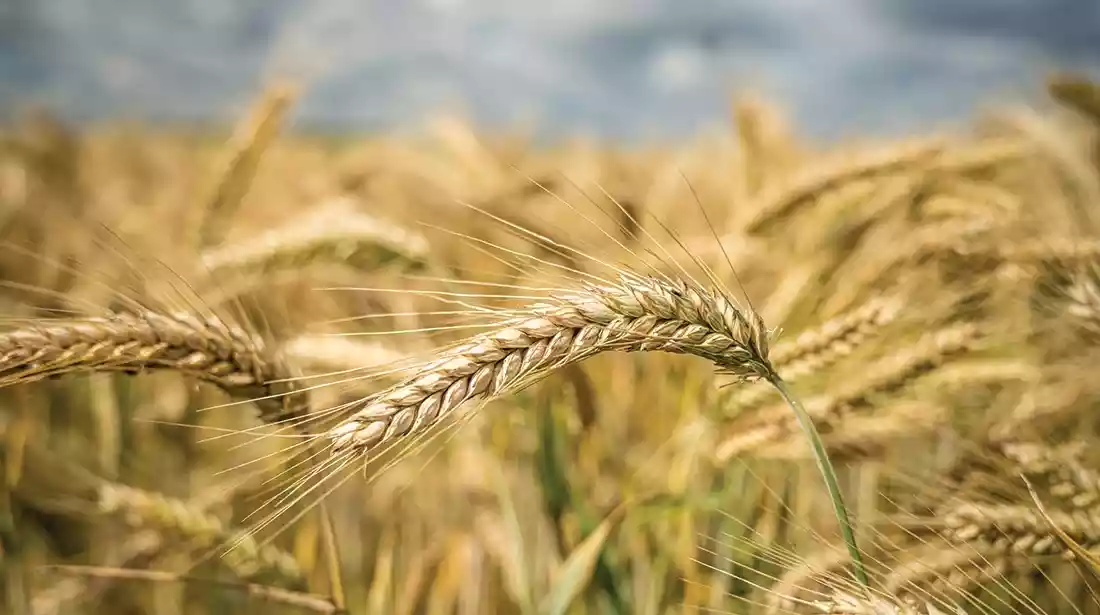 لماذا لا تشجع الحكومة على زراعة القمح؟