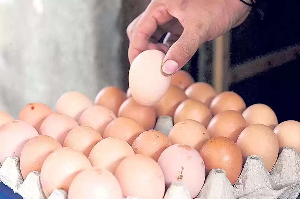 ارتفاع أسعار البيض في الأردن