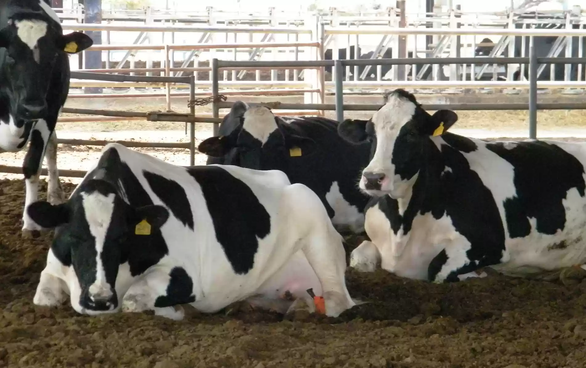 الزراعة تقر بانتشار الحمى القلاعية في 5 مزارع أبقار