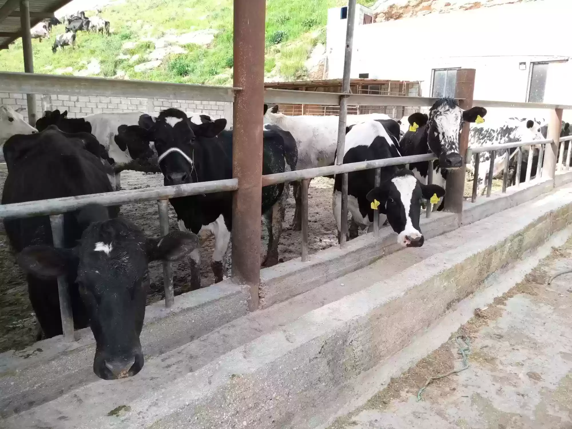 الحمى القلاعية تضرب 56 مزرعة أبقار في الظليل