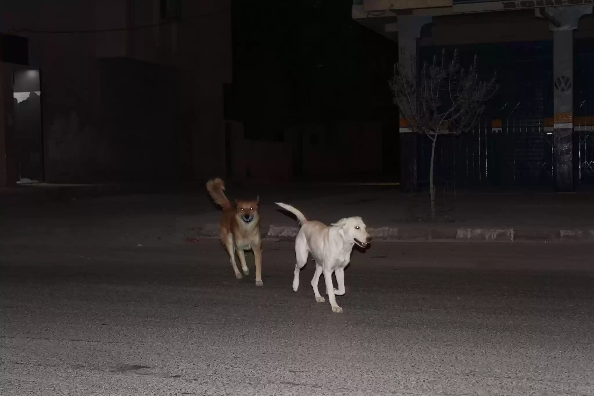 أهالي البنيات: أبناؤنا يعودون ليلا من المدرسة والكلاب الضالة في طريقهم