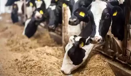 الحمى القلاعية تضرب 90 % من أبقار الضليل والحلابات