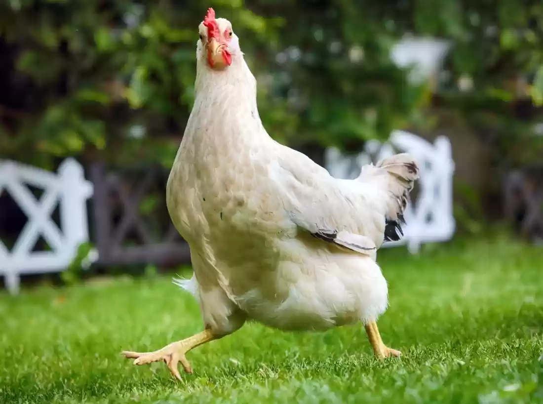 دجاجة متهمة بجريمة قتل في إيرلندا