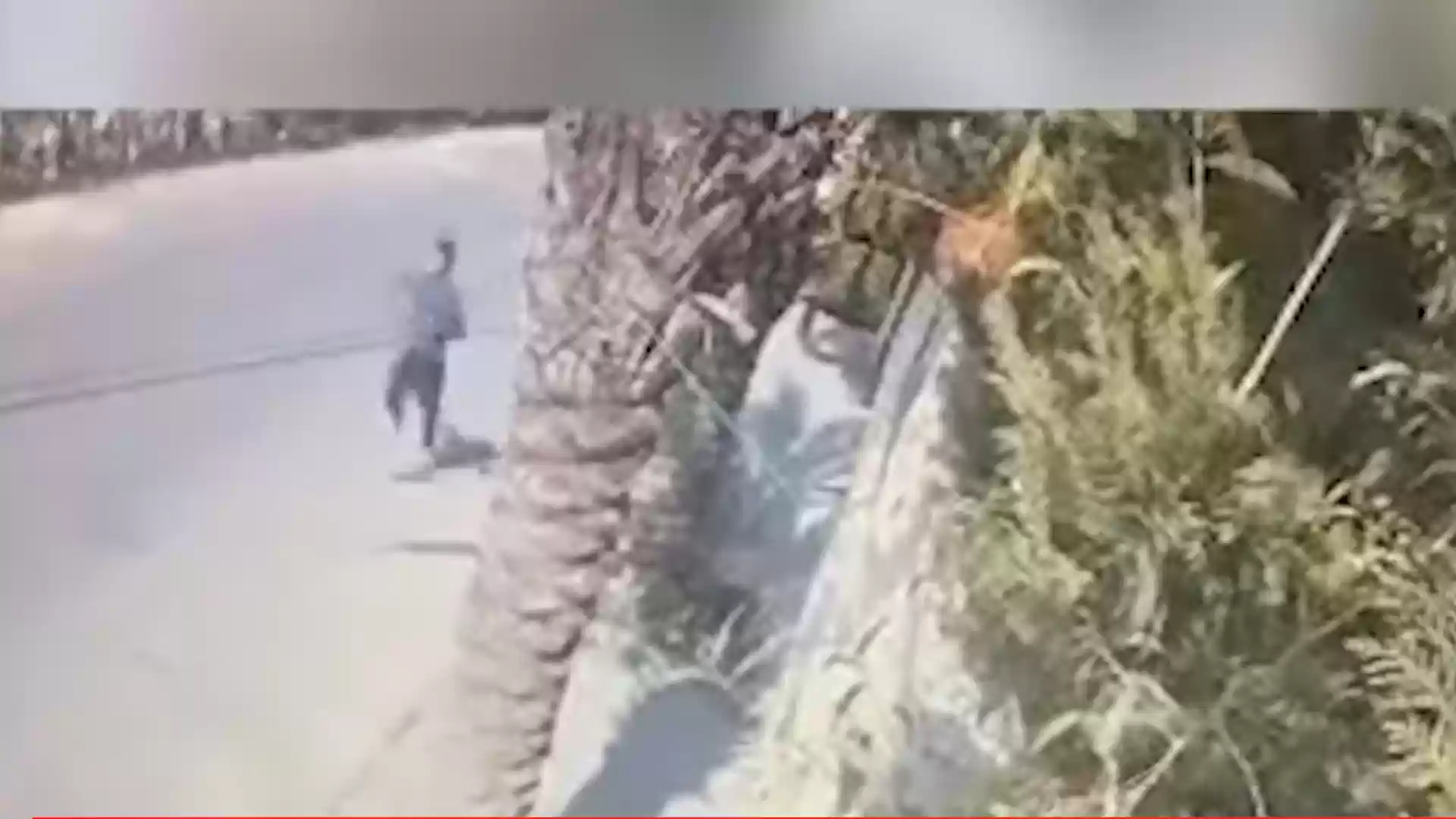 بالفيديو.. طفل أردني ينجو بأعجوبة من كلب ضال