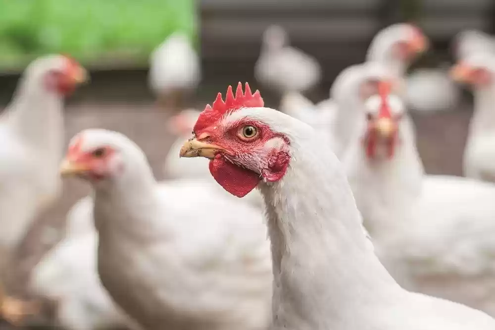 "مشاكل تنفسية" وراء ارتفاع أسعار الدجاج.. وهذا سببها