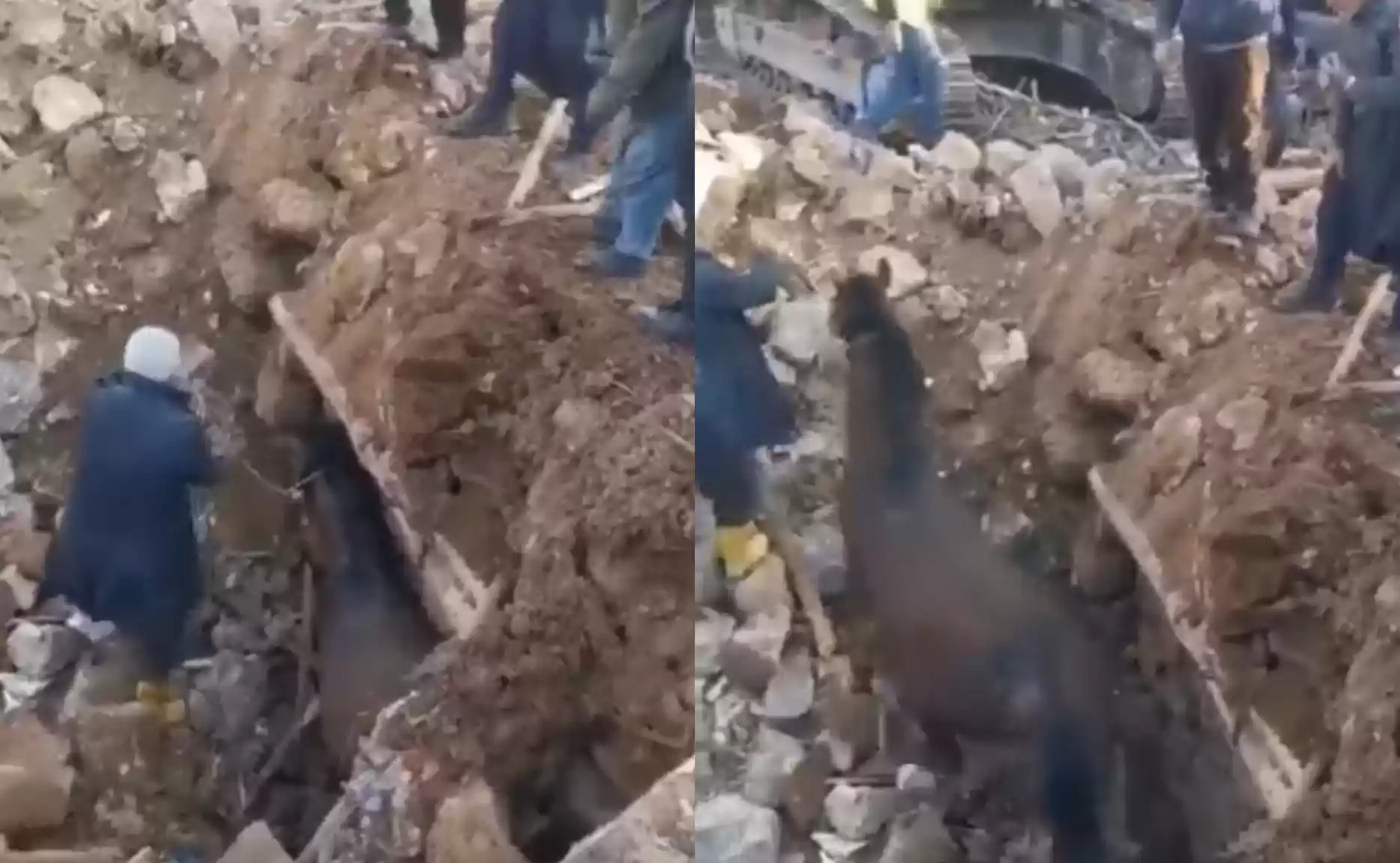 تركيا.. إنقاذ حصان بعد 21 يوما تحت الركام – صور