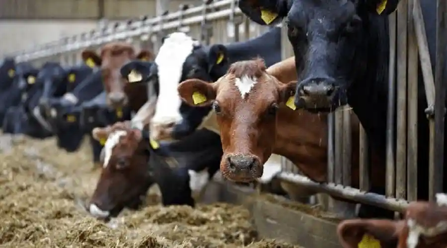 "ائتلاف مربي الأبقار" يطالب بتعويض وينتظر رد الحكومة
