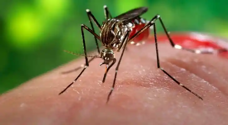 علاج الملاريا الجديد أكثر فاعلية للحوامل