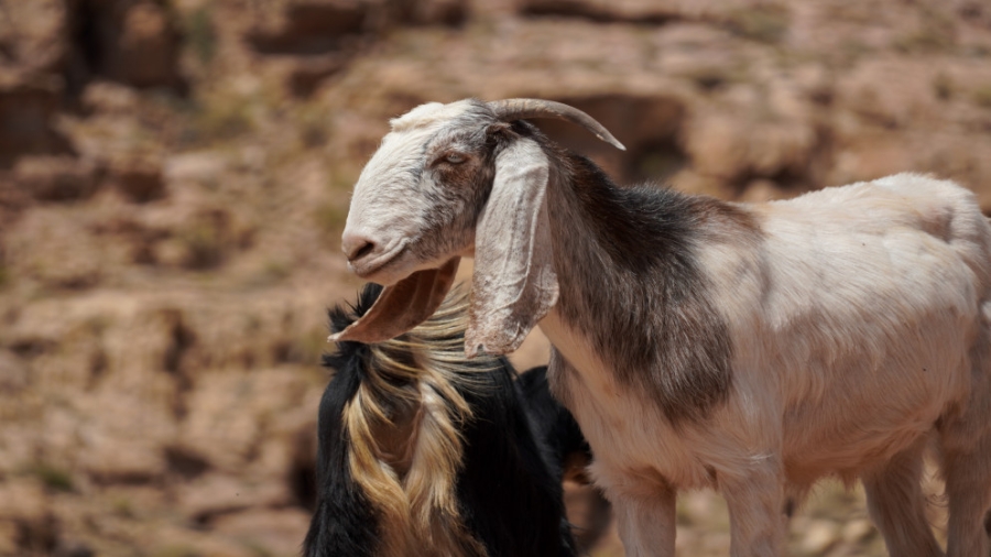 ارتفاع أعداد الماعز بنسبة 4% في 2024 مقارنة مع 2023