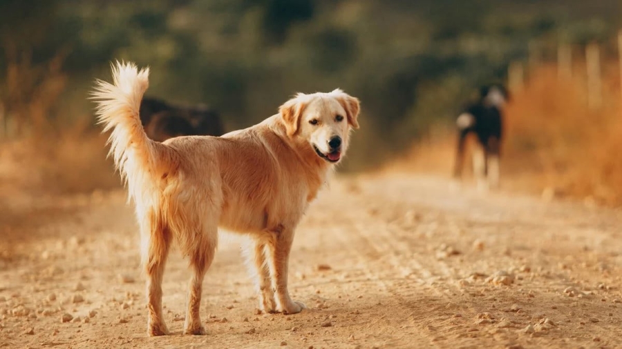 271 حالة عقر في الأردن خلال شهرين