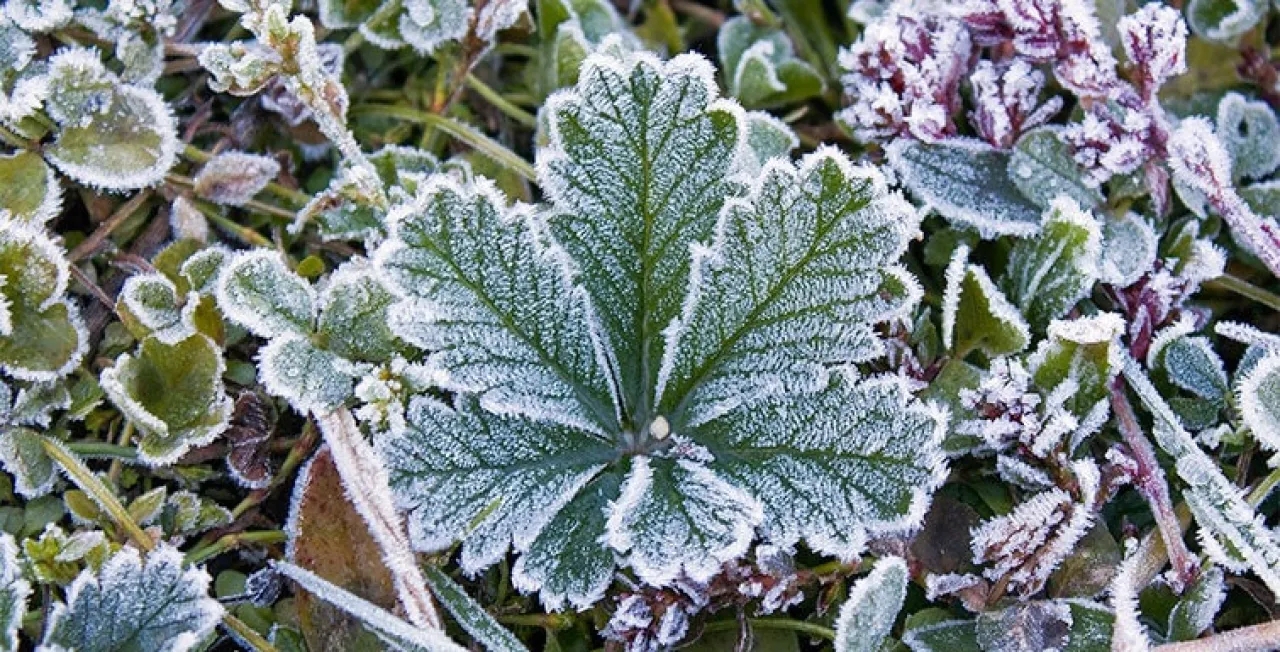 زراعة الأغوار الشمالية تحذر من الصقيع وتدعو المزارعين لاتخاذ إجراءات وقائية لحماية المزروعات