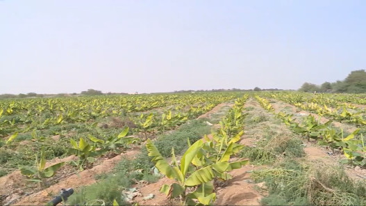 وزارة الزراعة: استيراد الموز لسد النقص في السوق مع حماية المنتج المحلي