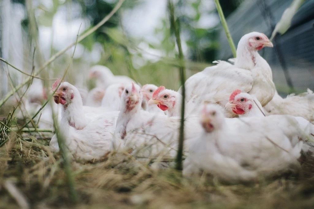 مناع: إغلاق 80 % من مزارع الدجاج البياض