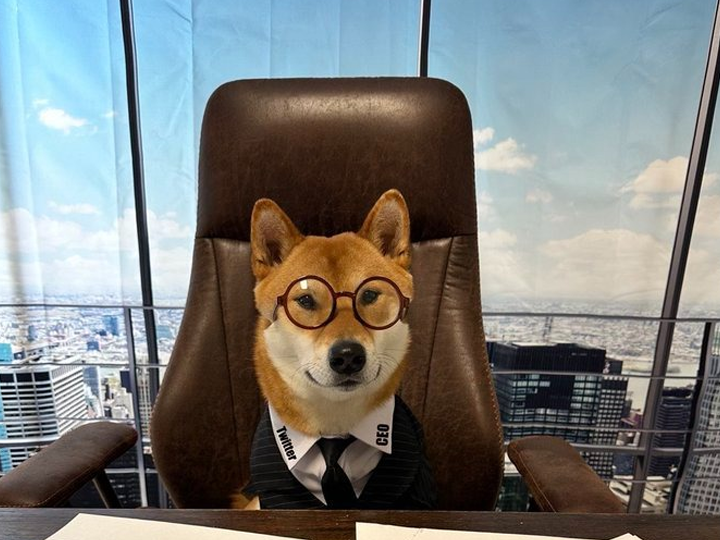 ماسك ينشر صورة كلب: "الرئيس التنفيذي الجديد لتويتر رائع"