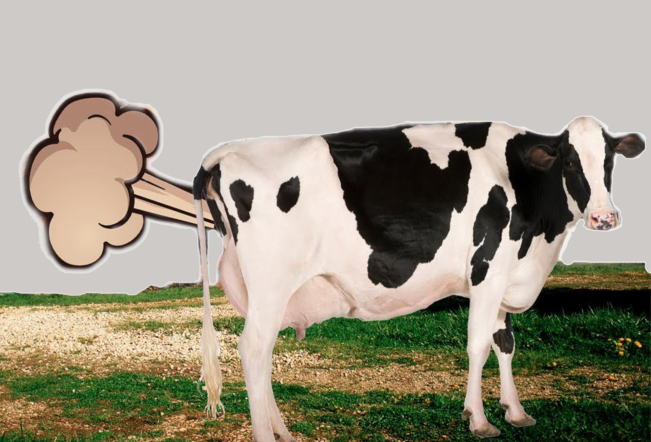نيوزيلندا تفرض ضرائب على الغازات التي تطلقها الأبقار
