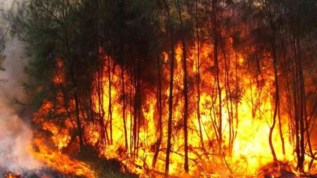 95 بالمائة من حرائق الغابات والأشجار بالفعل البشري