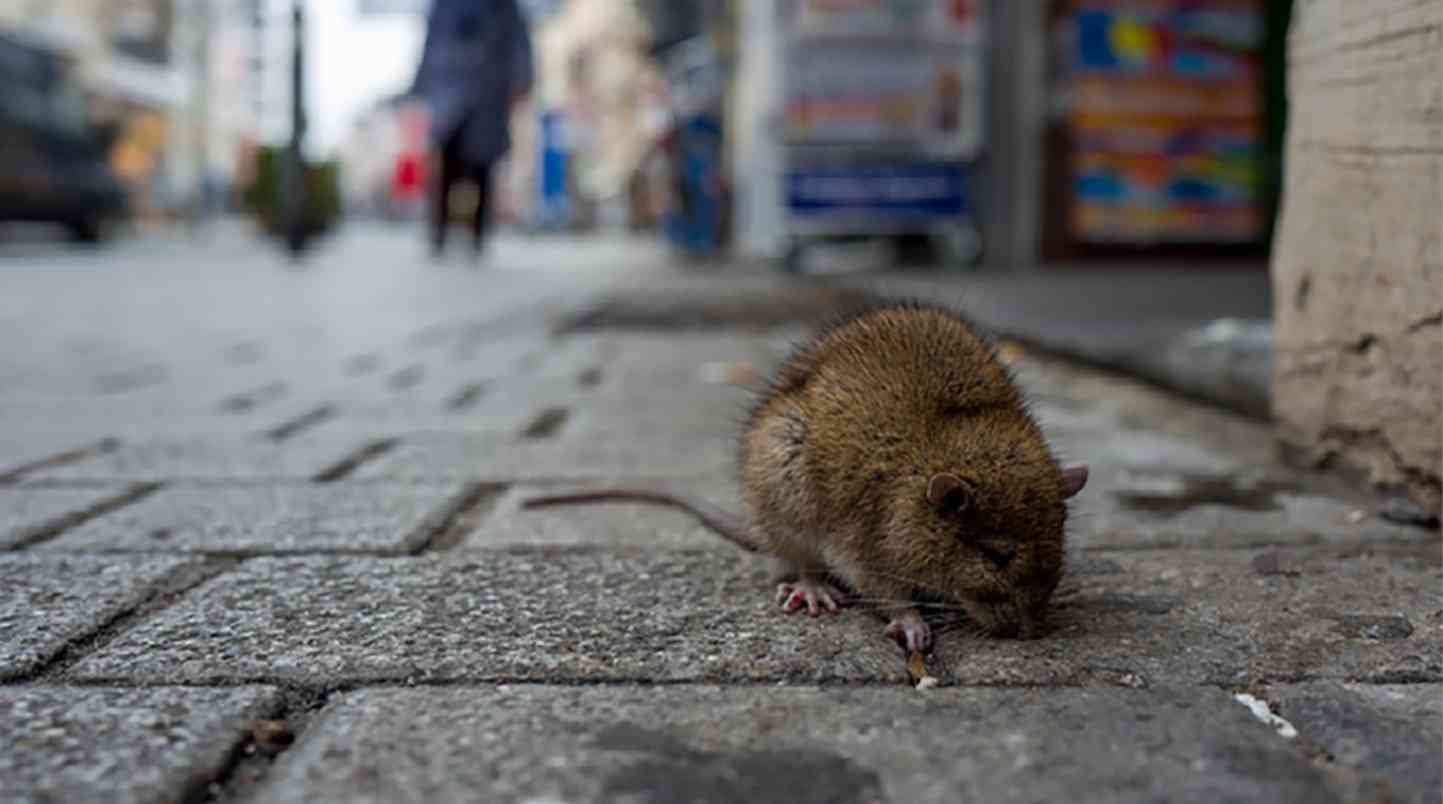 الفئران تغزو عاصمة أوروبية لهذا السبب