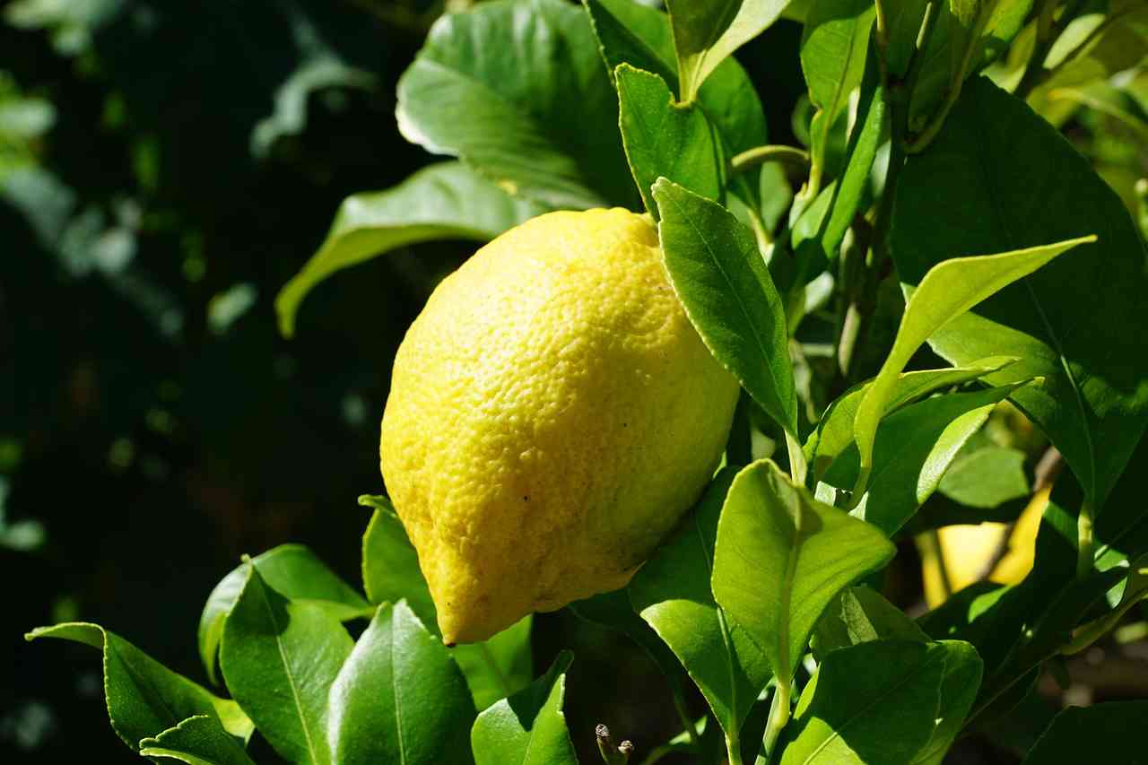 سعر كيلو الليمون يصل إلى 80 قرشاً في السوق المركزي