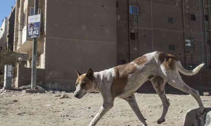 بلدية تدفع آلاف الدنانير بسبب عضة كلب