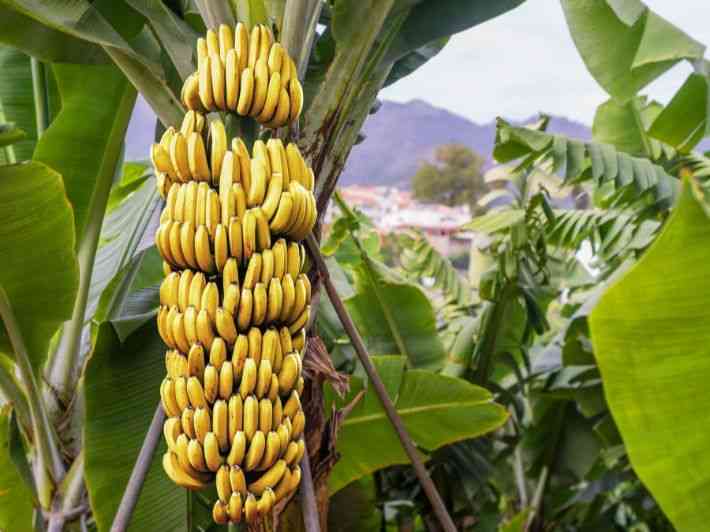 حيلة سهلة للحفاظ على الموز دون أن يتلف