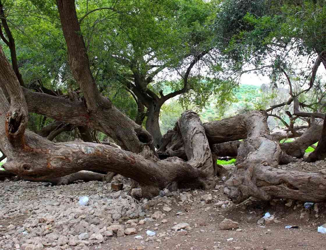 عمرها 800 عام.. شجرة تاريخية تغطي 3 دونمات في الأردن (فيديو)