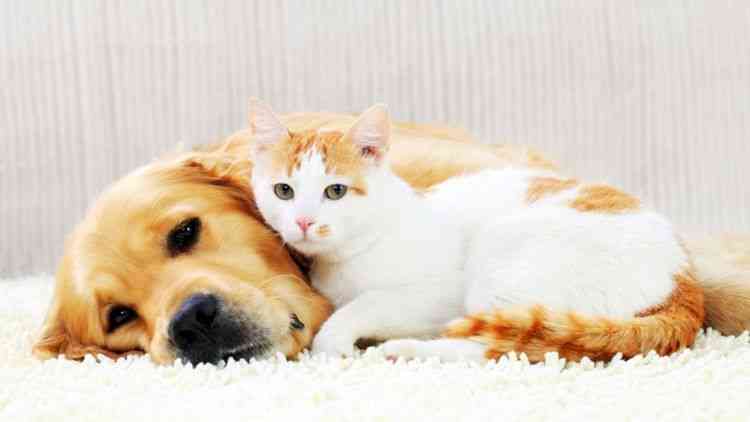 توضيح مهم بخصوص انتشار مرض بين القطط والكلاب