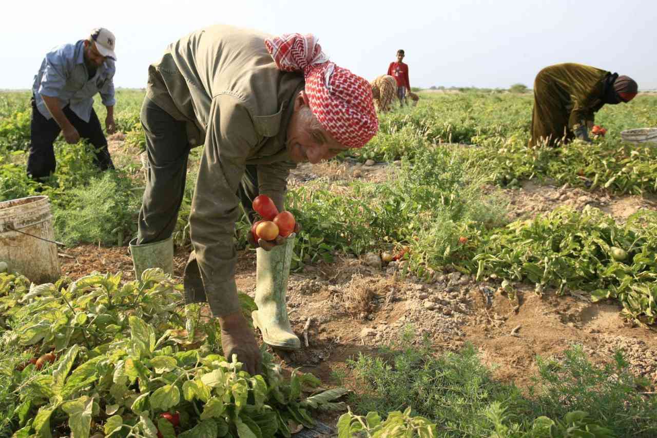 كيف يهدد التغير المناخي الزراعة في الأردن؟