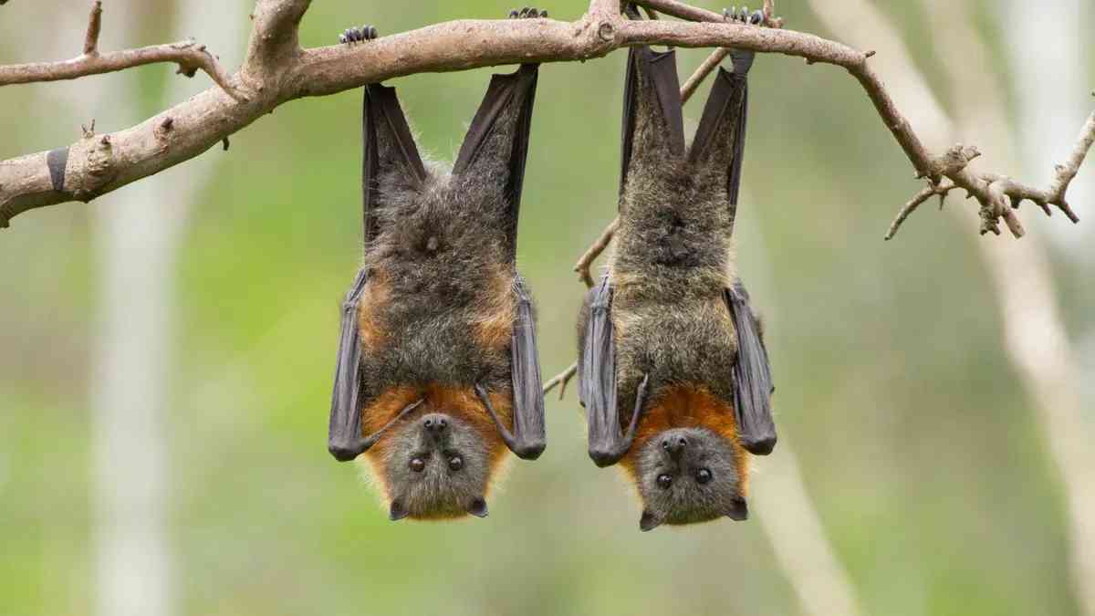 خفافيش الفاكهة قد تحمل مفتاحا لعلاج السكري