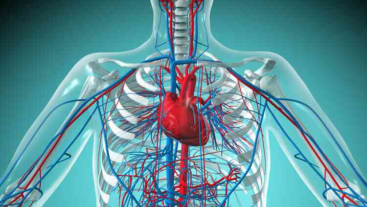 ما هو تضخم عضلة القلب الوراثي؟