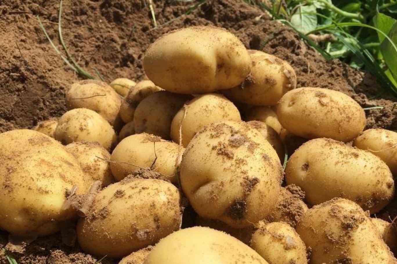 قريبا.. ارتفاع جنوني في أسعار البطاطا بالأردن بسبب اللفحة