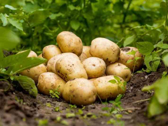 هل البطاطا الأردنية المصابة بالفطريات آمنة للاستهلاك؟.. الزراعة تُجيب