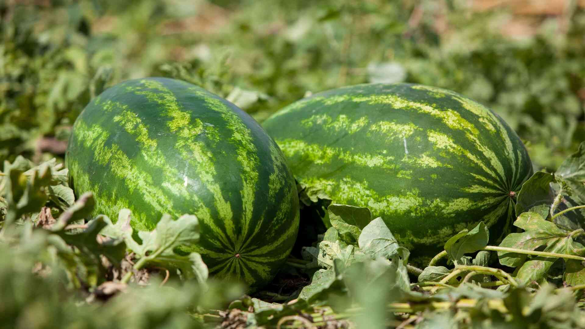 بيان صادر عن وزارة الزراعة بخصوص إستيراد البطيخ