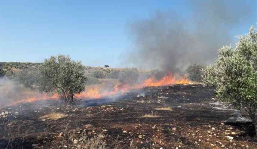 إسرائيل تحرق 60 ألف شجرة زيتون معمرة في لبنان