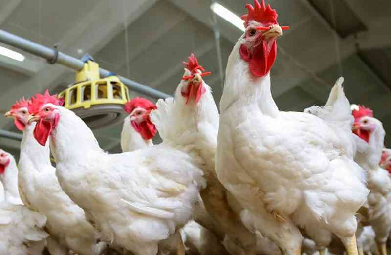 الحكومة تعلن أسعار الدجاج الطازج والنتافات