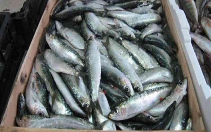 ضبط معلبات وأسماك فاسدة في عمان
