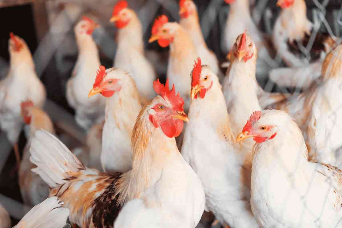 الحكومة تقر بارتفاع أسعار الدجاج وتلوّح بإجراء عاجل