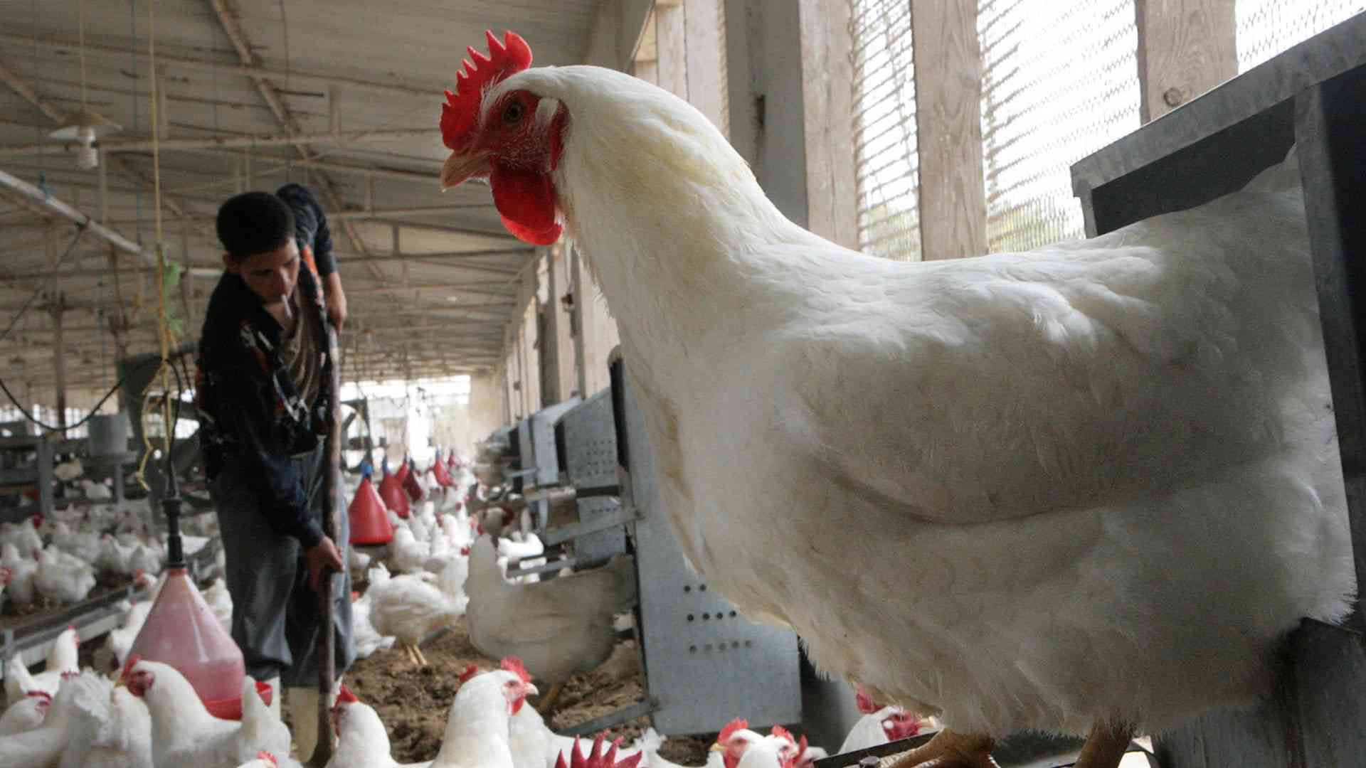 حماية المستهلك: فرصة للشركات الكبرى للسيطرة على سوق الدجاج