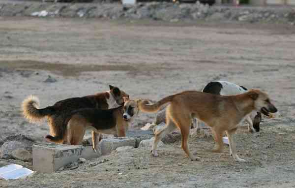 العقبة.. الكلاب الضالة تهاجم شيخا أثناء ذهابه لصلاة الفجر