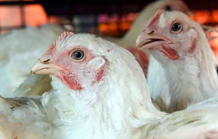 توضيح حكومي مهم بشأن السقوف السعرية للدجاج