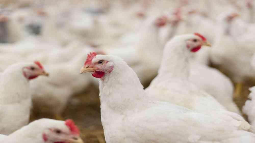 الحكومة: عقوبات بحق محال لبيع الدجاج