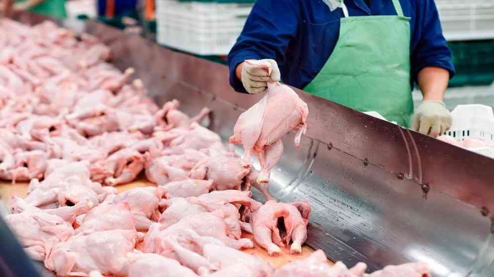 الحكومة: إجراءات حازمة ضد مخالفي السقوف السعرية للدجاج